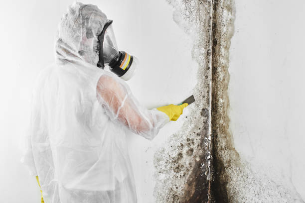 Professional Mold Removal in Bee Cave, TX