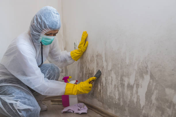 Best Mold Damage Repair  in Bee Cave, TX