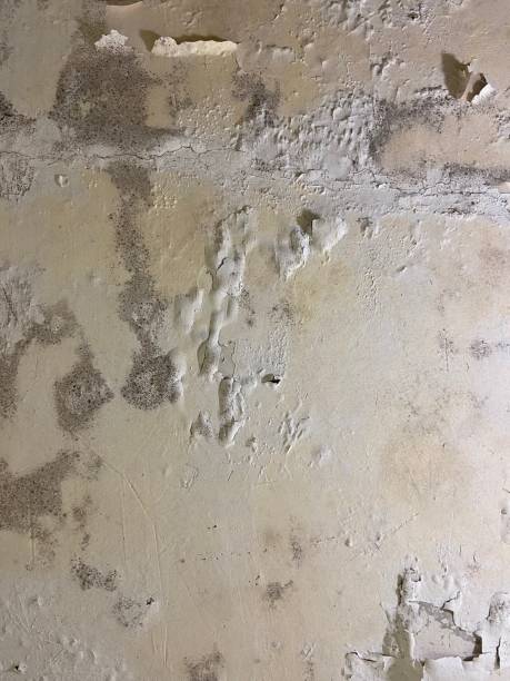Best Home Mold Removal  in Bee Cave, TX