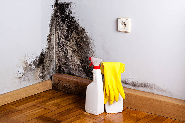 Best Local Mold Removal Service  in Bee Cave, TX