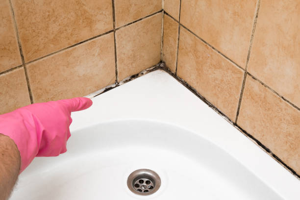 Best Attic Mold Removal  in Bee Cave, TX